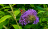 Miért nem virágzik a buddleia? Termesztés, metszés és tippek a bőséges virágzáshoz
