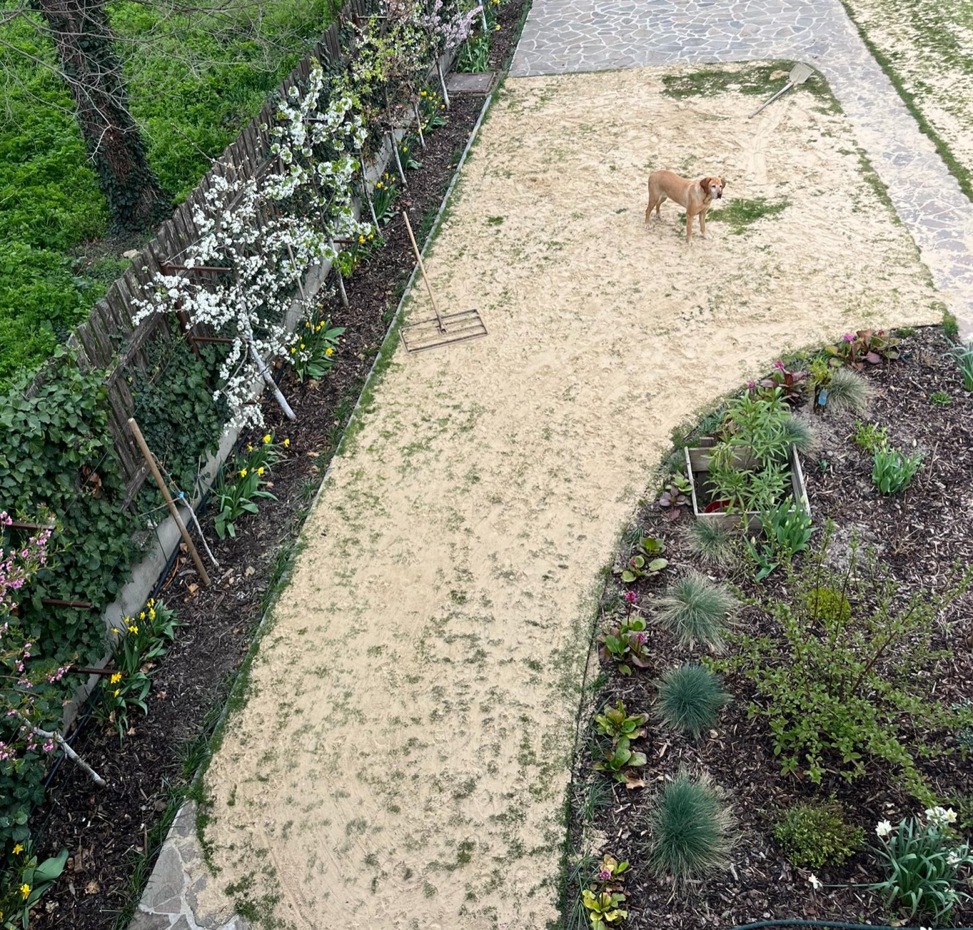pieskovanie travnika po aerifikacii